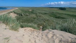 Fraserburgh Linksgolf
