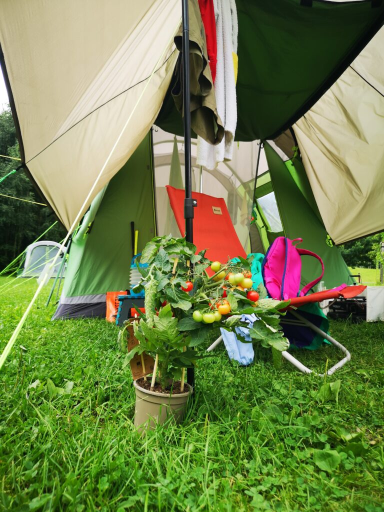 Vor dem Zelteingang steht ein Blumentopf mit einer Tomatenpflanze drin. An der hängen viele Tomaten