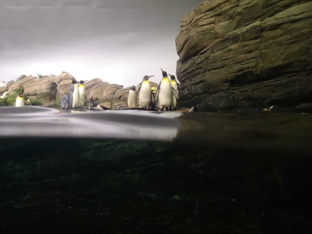 Wir stehen an einer Glaswand im Pinguinbereich des Zoos von Rotterdam und schauen durch dass Glas. Im unteren dritten des Bildes ist Wasser zu sehen, wo gerade kein Pinguin durch schwimmt, Auf den Felsen dahinter stehen Pinguine und recken ihren Kopf in die Höhe 