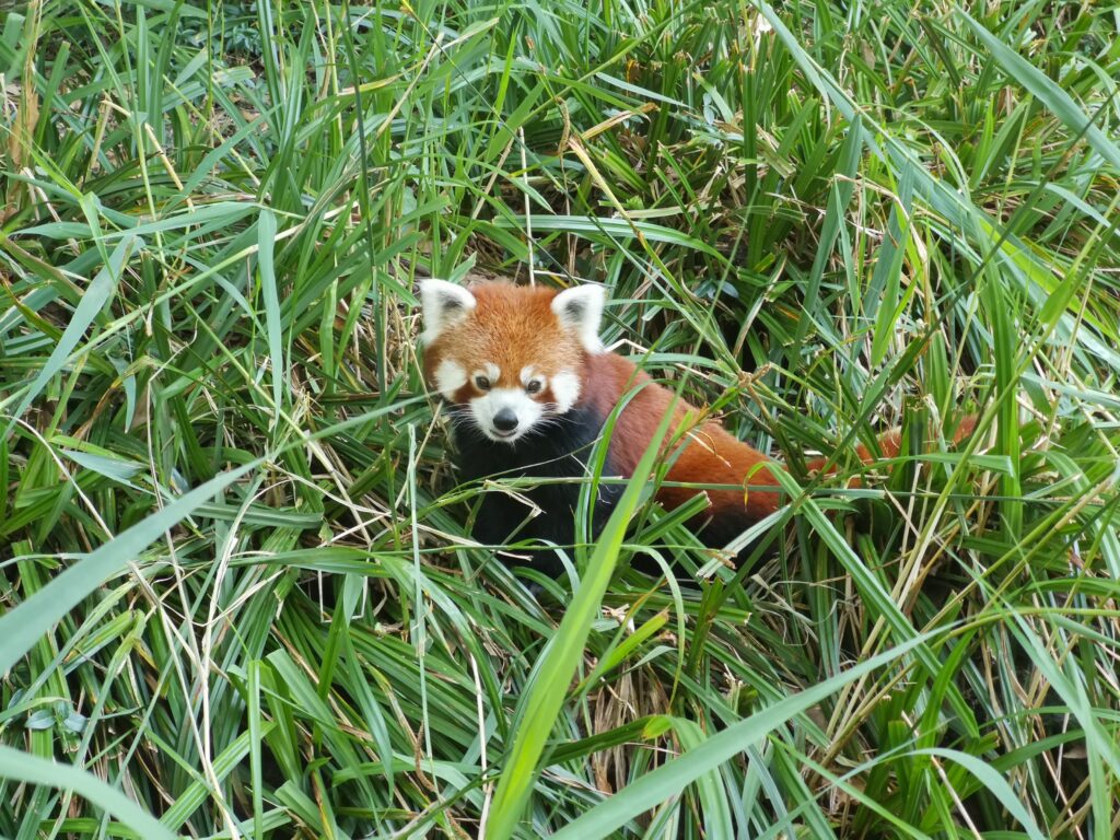 Aus dem Gras schaut ein roter Pandabär zu uns hinauf und beobachtet uns von unten aus  einem Gehege