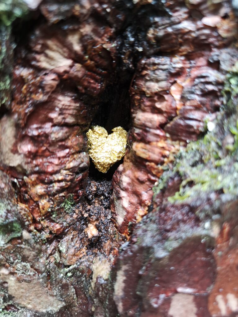 In einem kleinen Astloch eines Baumes, hat jemand ein kleines goldfarbenes Herz gestellt, das aufmerksame Besucher sehen können. 