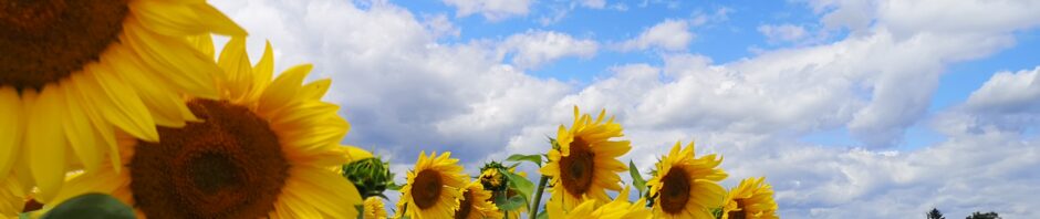 Sonnenblumen am Feldrand