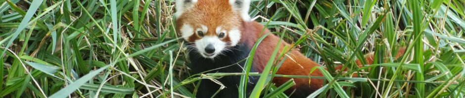 Aus dem Gras schut ein roter Pandabär zu uns hinauf und beobachtet uns von unten aus einem Gehege